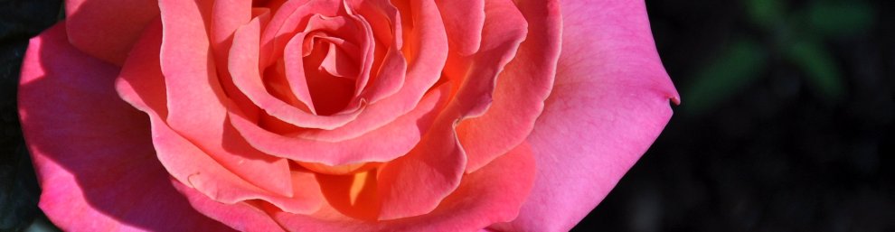 One of my Dad’s roses at his home in Brookfield, WI. Taken on a visit on July 16th, 2009. DL