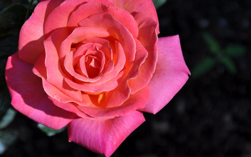 One of my Dad’s roses at his home in Brookfield, WI. Taken on a visit on July 16th, 2009. DL